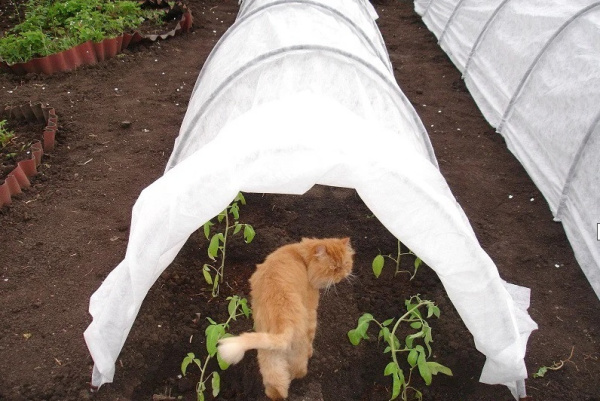 Парник Боровик 6 метров