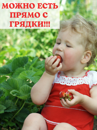 Подставка опора Корзинка для растений и клубники, 20 шт