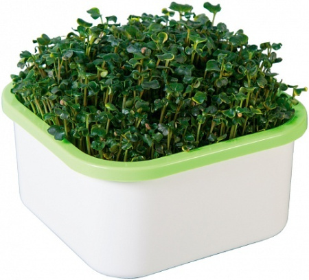 Выращиватель Здоровья Клад для микрозелени