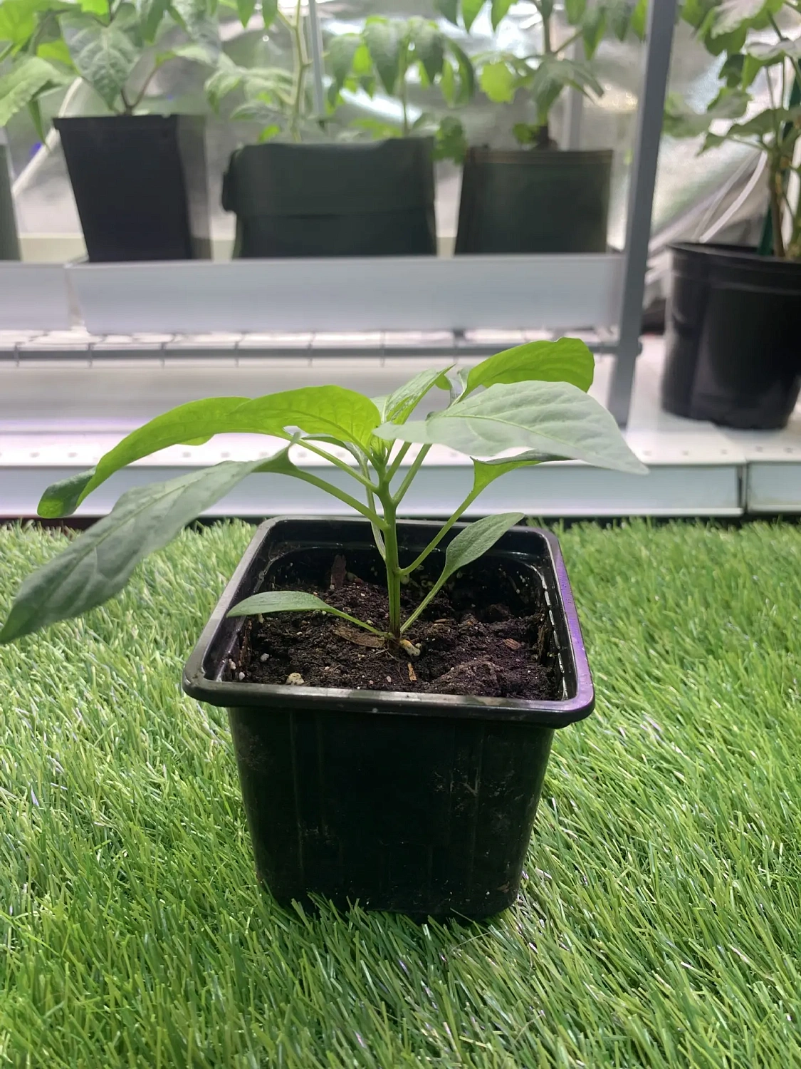 Свежая живая рассада для выращивания на подоконнике - уже в продаже!