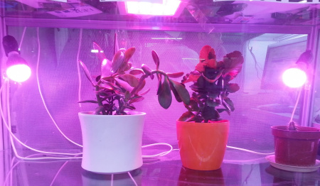 Фитолампа светодиодная для растений E27, 9W