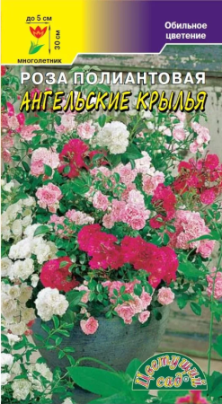 Семена Роза полиантовая Ангельские крылья Цветущий сад