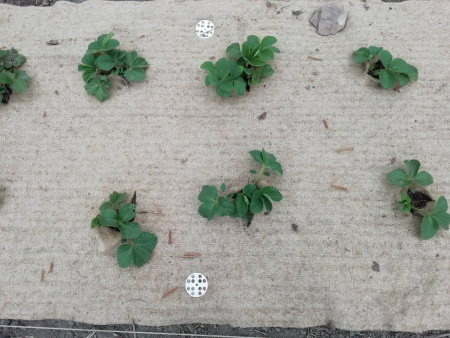 Укрывной материал льняной МульчаЛён 1 х 3 м Благодатное Земледелие