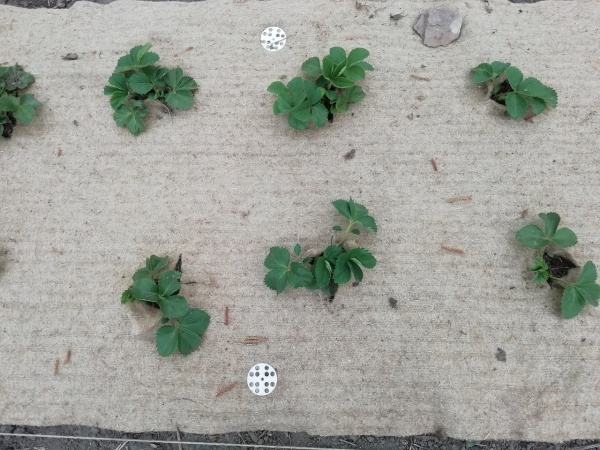 Укрывной материал льняной МульчаЛён 1 х 3 м Благодатное Земледелие