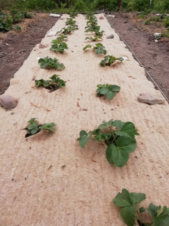 Агрополотно льняное Укрывайка 0,7 х 3 м, 2 шт (Товары, которые скоро пропадут из магазина)