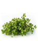 Микрозелень Мицуна 75 г