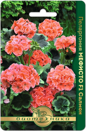 Семена Пеларгония Мефисто Салмон F1 Биотехника