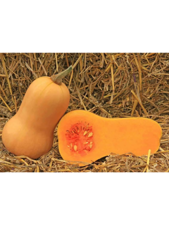 Семена Тыква Арахисовое масло 3 шт Сибирский сад, набор 2 шт Семена Тыква Арахисовое масло 3 шт Сибирский сад, набор 2 шт