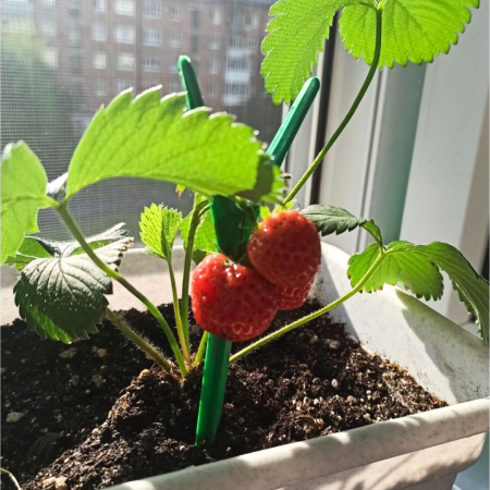 Подставка опора Рогатка для растений и клубники h 24 см, 10 шт Благодатное земледелие