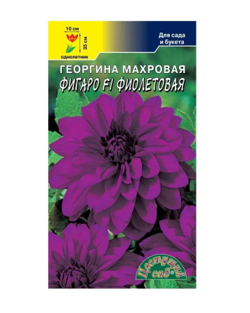 Семена Георгина Фигаро F1 Фиолетовая махровая Цветущий сад