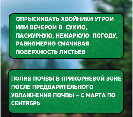 Ортон Хвойная игла 5 г