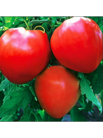 Семена Томат Бычье сердце красное 20 шт Сибирский сад, набор 2 шт