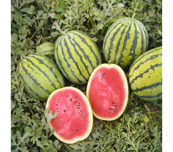 Арбуз Бедуин F1, 200 шт, БЕЙО