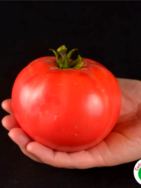 Семена Томат Суперклуша 20 шт Сибирский сад