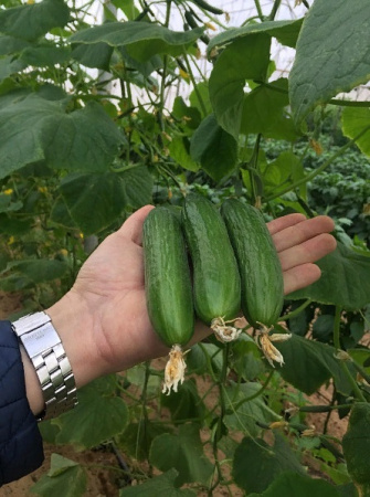 Семена Огурец Кон Амор F1 5 шт Партнер