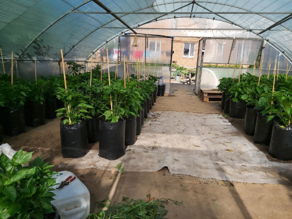 Пакеты для рассады и саженцев 24,3 л 22,5х22,5х55 Благодатное земледелие