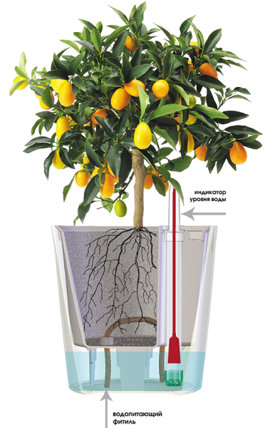 Горшок с автополивом Комфорт 3,5 л ПИ-25-13ТХ d-16 h-17 см Какао Горшок с автополивом Комфорт 3,5 л ПИ-25-13ТХ d-16 h-17 см Какао