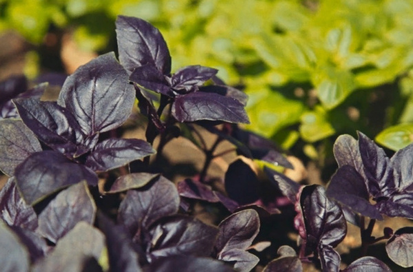 Семена Базилик Рози фиолетовый 1 гр Партнер