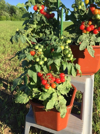 Семена Томат Черри Каменный Цветок F1 5 шт Партнер