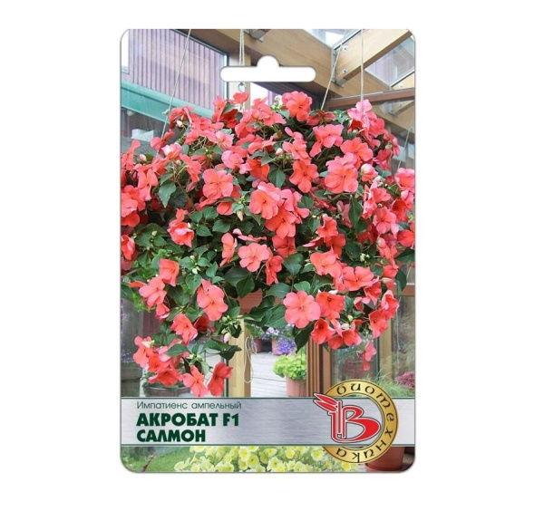 Семена Импатиенс ампельный Акробат Салмон F1 АГ Биотехника Семена Импатиенс ампельный Акробат Салмон F1 АГ Биотехника