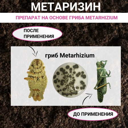 Метаризин биоинсектицид от садовых вредителей в почве 25 г, 35 шт