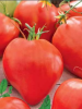 Семена Томат Бычье сердце гигант 20 шт Сибирский сад, 2 шт