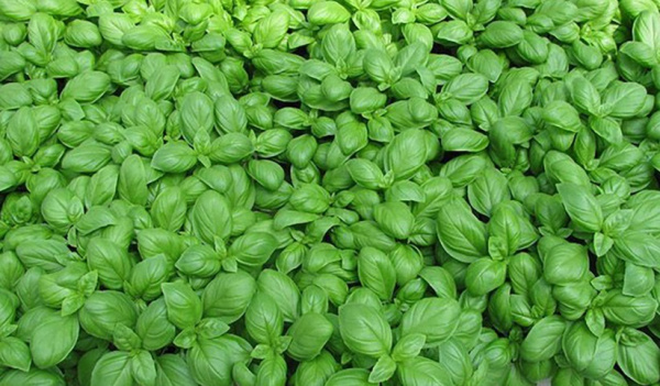 Семена Базилик Мариан зеленый 1 гр Партнер