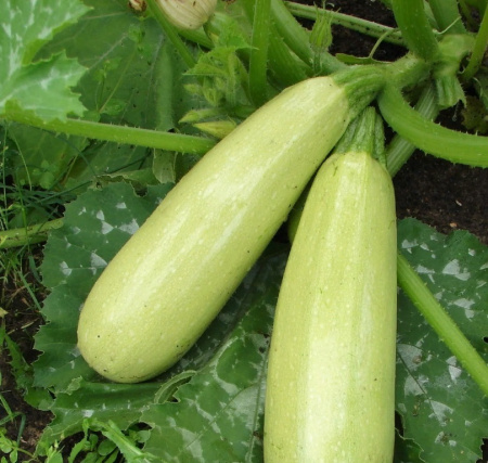 Семена Кабачок Маэстро F1 10 шт Партнер