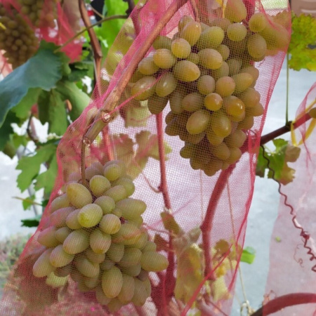 Мешочки сетчатые от ос для винограда 18 х 34 см, 25 шт Благодатное Земледелие