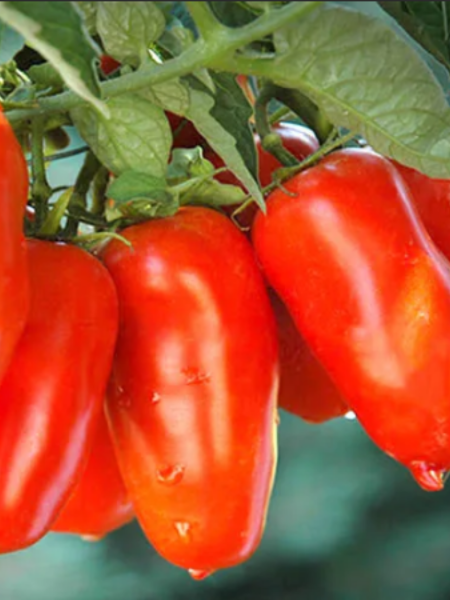 Семена Томат Чудо пальчики 20 шт Сибирский сад, 2 шт