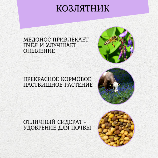 Сидерат Козлятник для выращивания 500 г