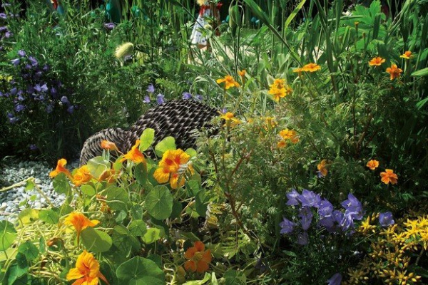 Дизайнерская клумба Апельсиновое танго