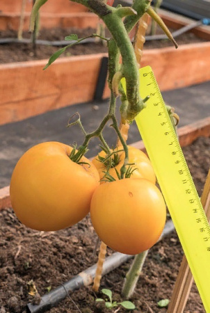 Семена Томат Желтая Империя F1 10 шт Партнер