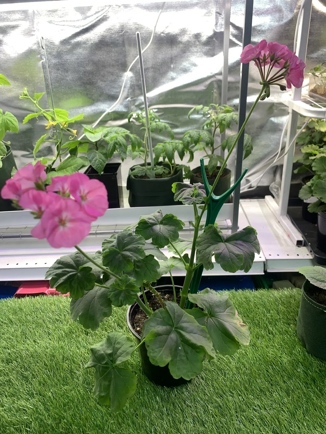 Свежая живая рассада для выращивания на подоконнике - уже в продаже!