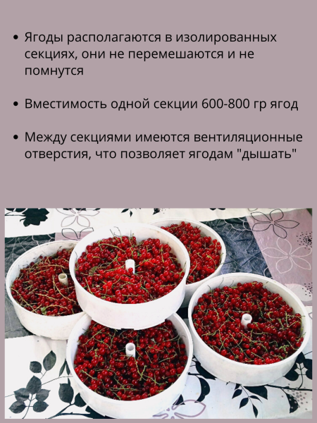 Ведро секционное для хранения и перевозки ягод ВС-5, 8 л