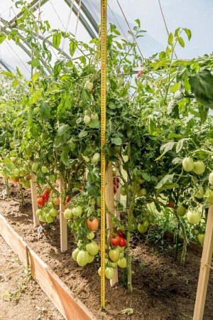 Семена Томат Янтарь F1 0,1 гр Партнер