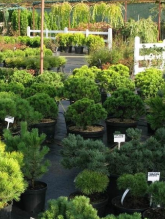 Указатель садовода №3 6x9 см, ножка 30 см пластиковый, 50 шт