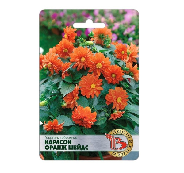 Семена Георгины гибридные Карлсон Оранж Шейдс АГ Биотехника Семена Георгины гибридные Карлсон Оранж Шейдс АГ Биотехника