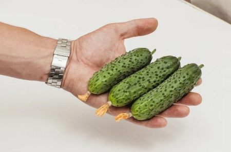 Семена Огурец Шоша F1 5 шт Партнер