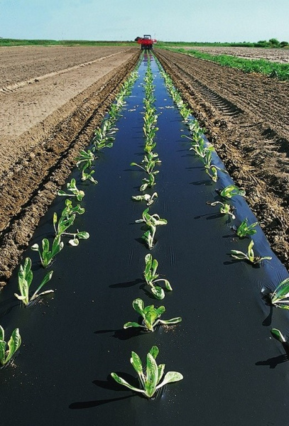 Пленка Светлица мульчирующая Грунт 60 мкм полотно 1,2х10 Черная