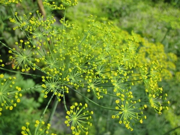 Семена Укроп Ханак 2 гр Партнер
