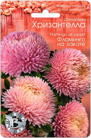Семена Хризантелла Фламинго на закате АГ Биотехника
