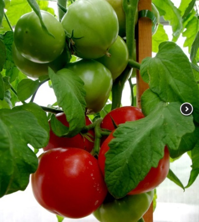 Семена Томат Мадам Помпадур F1 10 шт Партнер