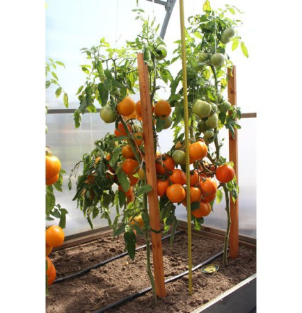 Семена Томат Сувенир F1 10 шт Партнер