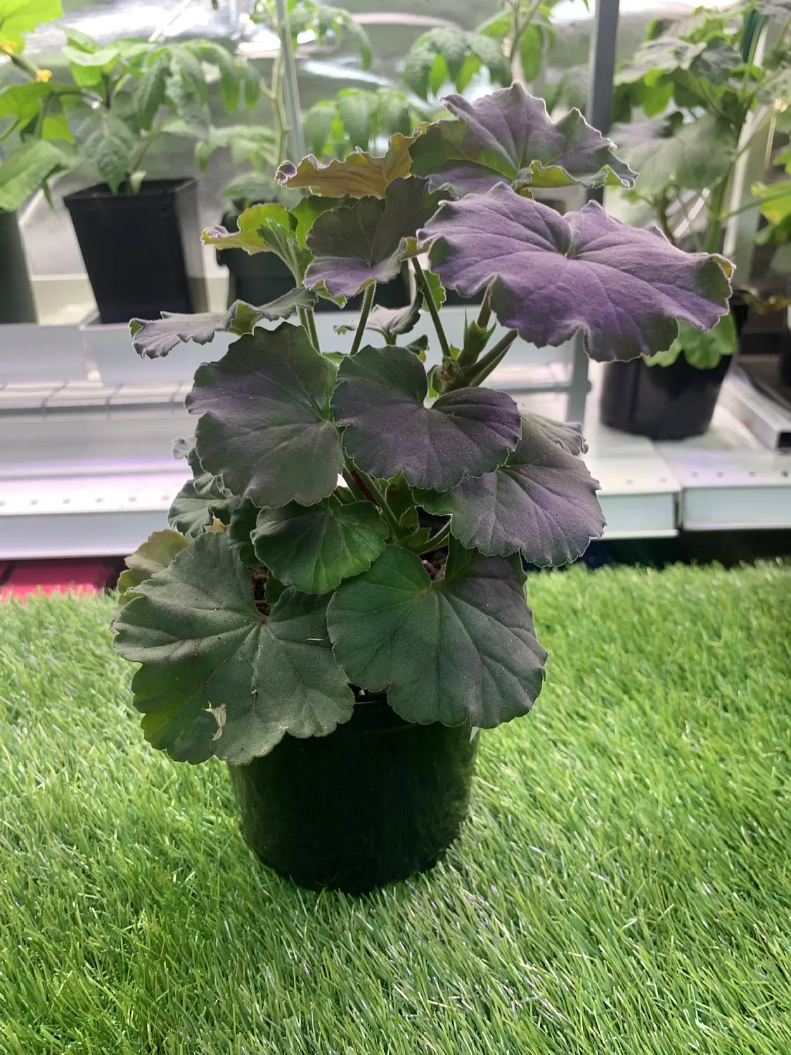 Свежая живая рассада для выращивания на подоконнике - уже в продаже!