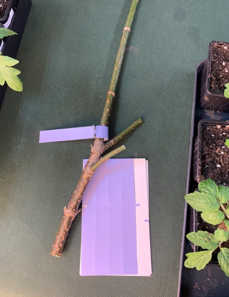 Садовые бирки Петельки 20*165 мм фиолетовые 25 шт Благодатное земледелие