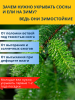 Зимнее укрытие с УФ с завязками и колышками для елей и сосен 42 г/м2, белый 160 х 180 см Благодатное Земледелие Зимнее укрытие с УФ с завязками и колышками для елей и сосен 42 г/м2, белый 160 х 180 см Благодатное Земледелие