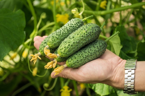 Семена Огурец Эстет F1 5 шт Партнер