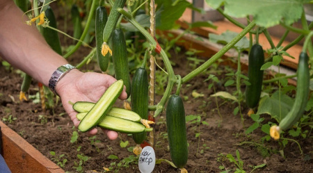 Семена Огурец Кон Амор F1 5 шт Партнер