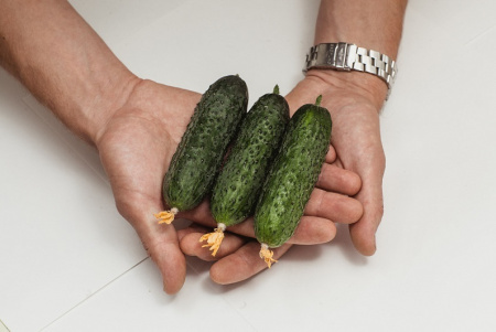 Семена Огурец Фуро F1 5 шт Партнер